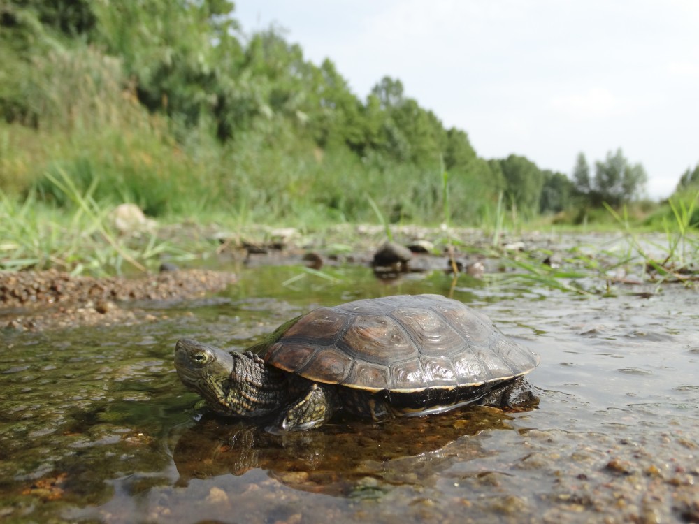 mAUREMYS_LEPROSA_1.JPG