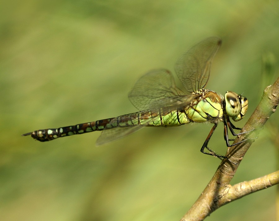 Aeshna_affinis_female_side_www_1.jpg