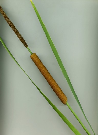 Typha_angustifolia_det.jpg