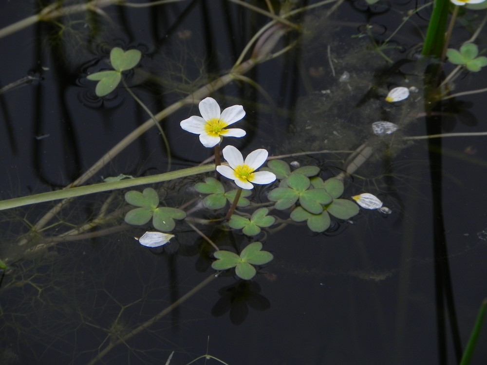 Ranunculus_aqualitis_2.jpg